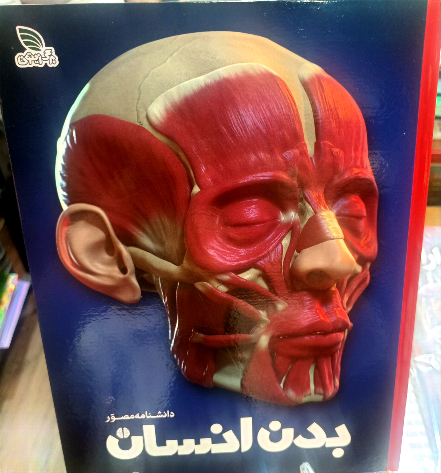 بدن انسان